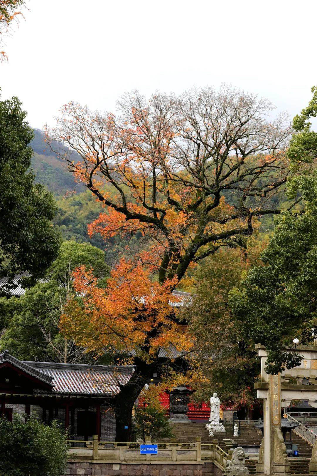 金峨寺的枫香树一是作者的文笔功底深厚各类描写山间景色树木形态的