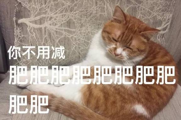 橘猫一失踪仆人就找了良久，一昂首就笑出声了，喵：还不扶朕下来