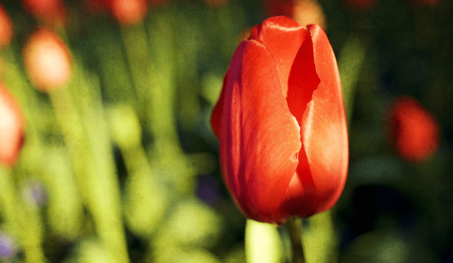10月底,大钱不缺,小钱不断,3生肖诸事顺遂,专心致志搞事业_工作_印象