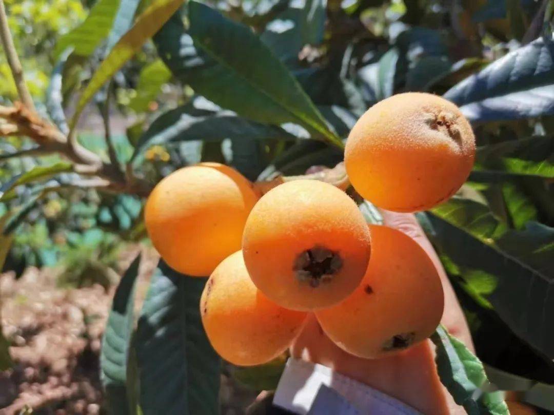 云南6种水果入选!有你爱吃的吗?_沃柑_永仁县_农产品