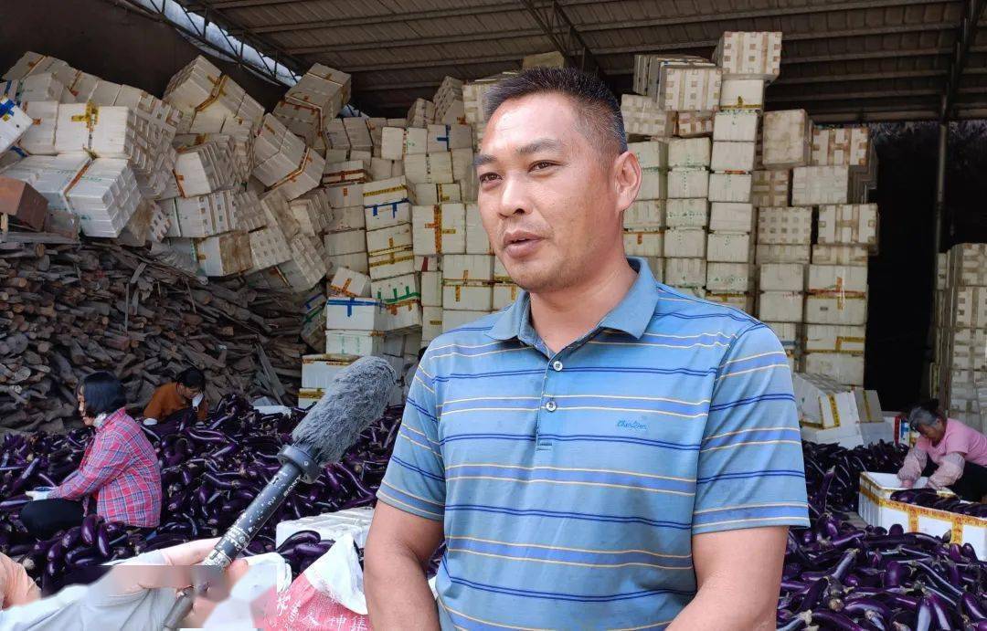 凤山镇这个村子靠它闯出了大名堂_茄子_博白县_友军