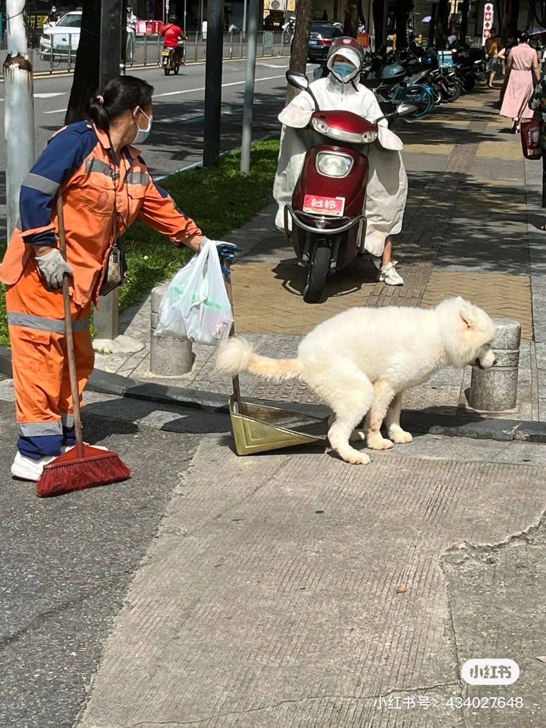 狗子满街找处所拉屎，曲到看见保洁阿姨的簸箕…阿姨：除了接住我能怎么办！