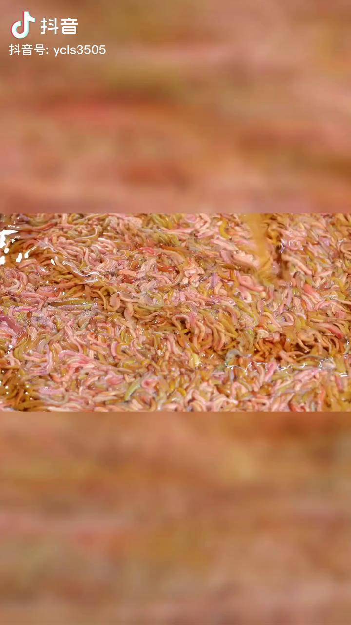 广东人最爱吃的禾虫,卖相不咋地,却让众多吃货为之倾倒,想不想尝试一