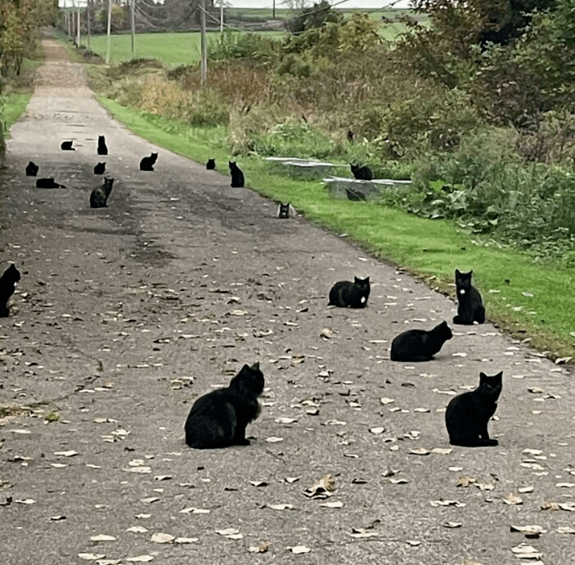 走丢的猫刚回来，邻人又抱来一只一样的，铲屎官懵了：到底哪只才是我的猫？