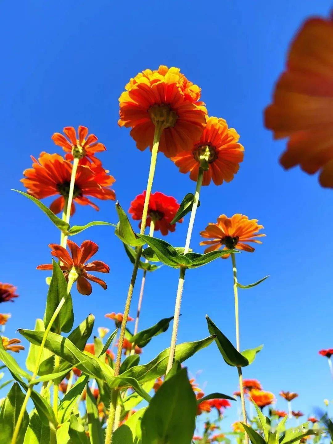 颜色丰富,同株花一枝比一枝高,参差错落,故又名"步步登高",象征生活的