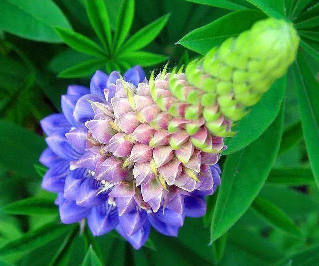 斑纹菊的花语图片
