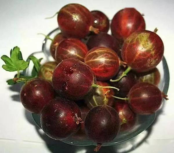 灯笼果:又名欧洲醋栗 果味酸甜 营养丰富 甜而不腻 清新怡人_种植