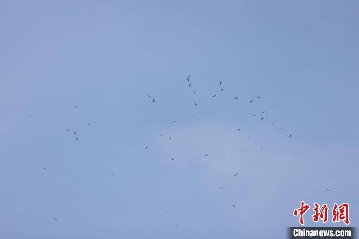 大连旅顺老铁山：近5万只猛禽过境 上演“鹰柱”“鹰河”奇景