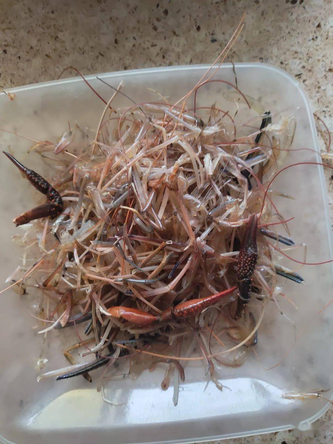 下沉的虾泥吓唬的最爱来看这虾泥制作大法
