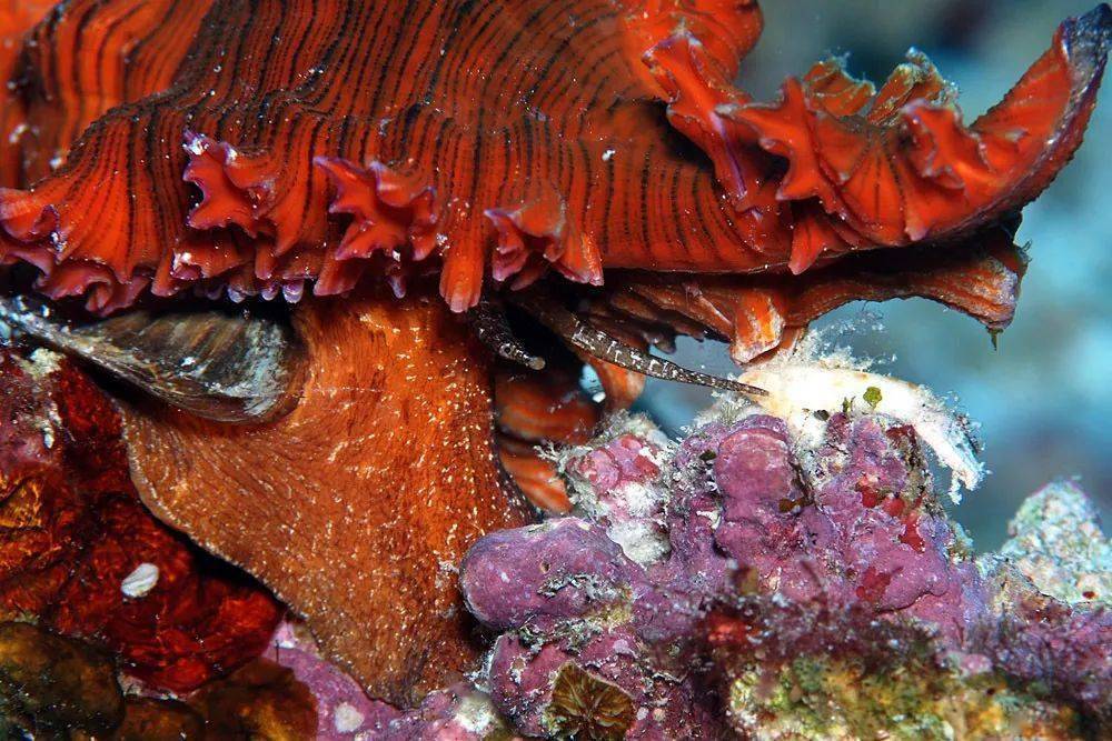 图源:inaturalist · uwkwaj秀美棘螺生活时壳表常