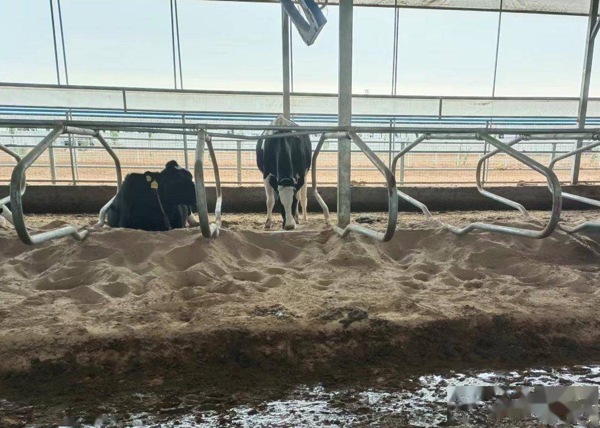 (沙子作垫料是奶牛卧床的传统最佳选择)近日,中农创达联合荷斯坦大