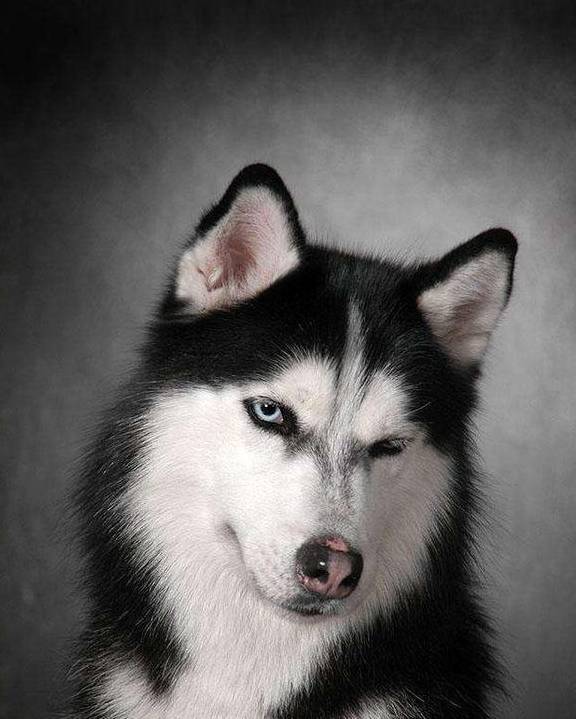 大家都是狗,没有必要羡慕谁_农村_什么_因为