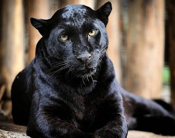 跟黑豹奔跑速度有一拼的犬!"野猪"和"黑熊"不是它们的对手!