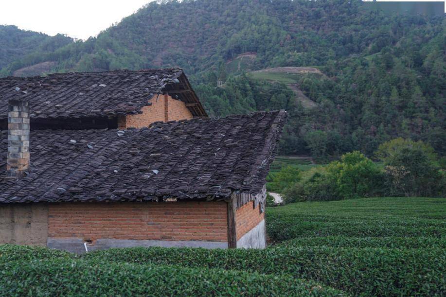 这里的环境可以说是非常优美的,而且茶园中间有一栋小土房子.