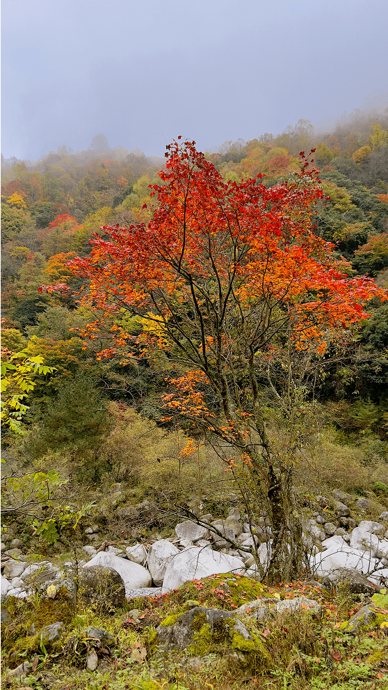 青川县海拔图片