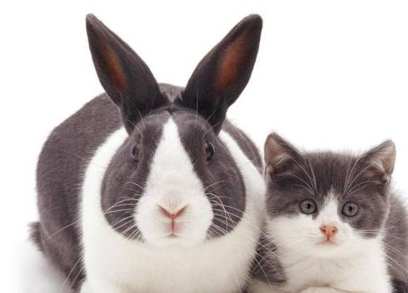 养猫又想养兔子：猫和兔子能一路养吗，需要留意什么？（养猫和养兔子哪个麻烦）