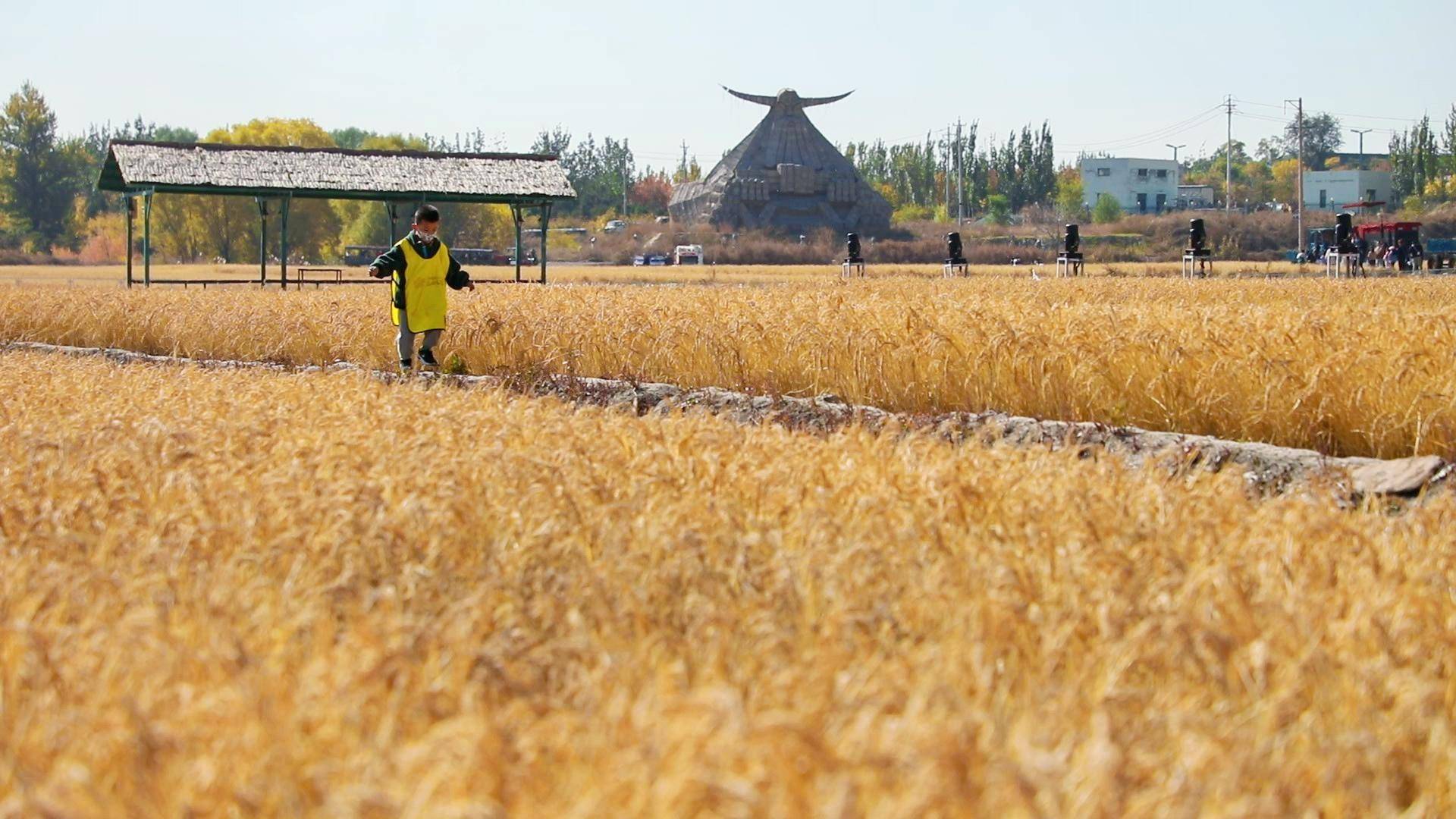 又到稻米丰收时,10月中下旬,晋祠大米丰收时节,在太原晋源区稻田公园