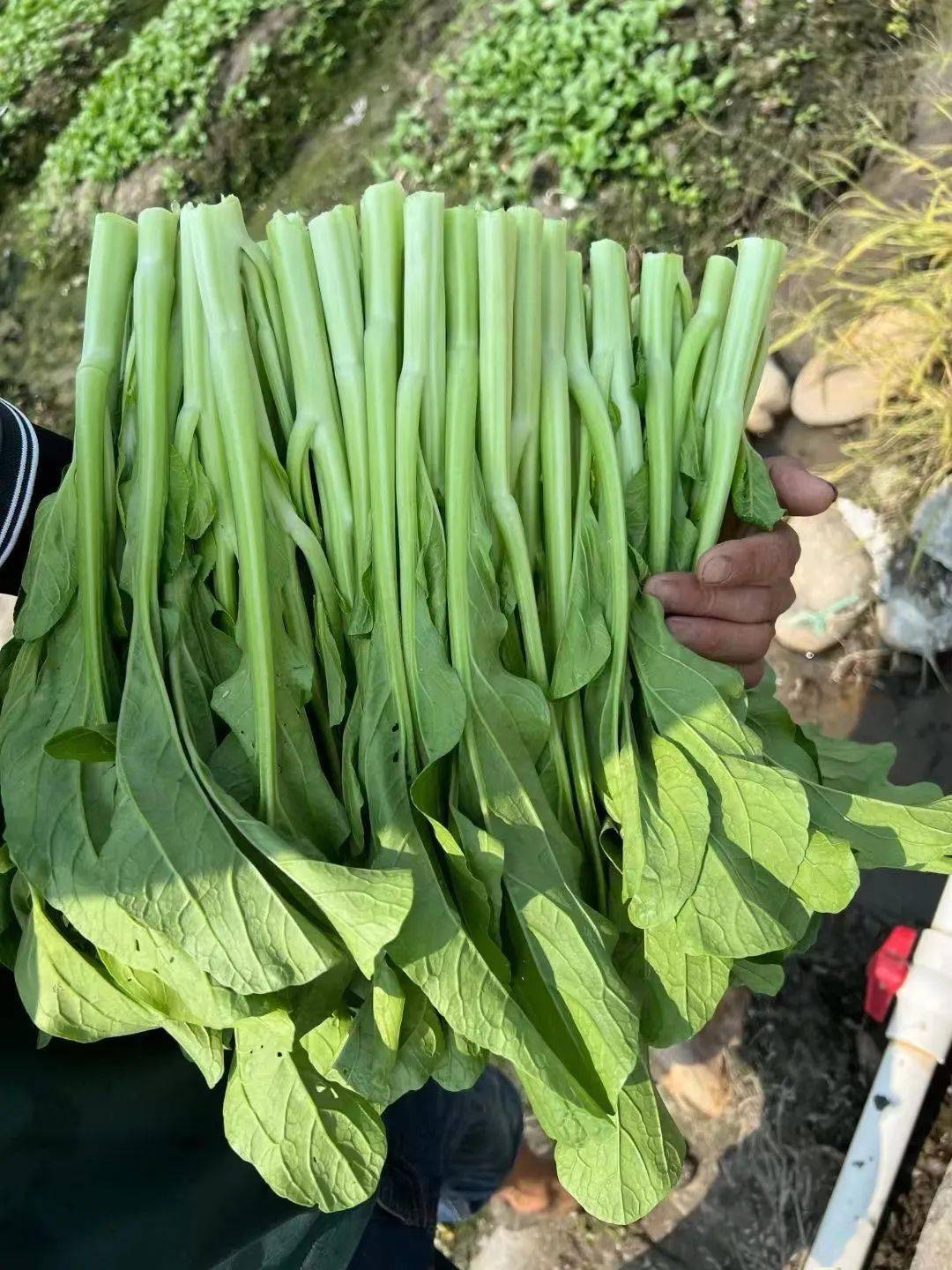 清遠連州菜心現摘現發,順豐包郵到家!_產品_清甜_下單