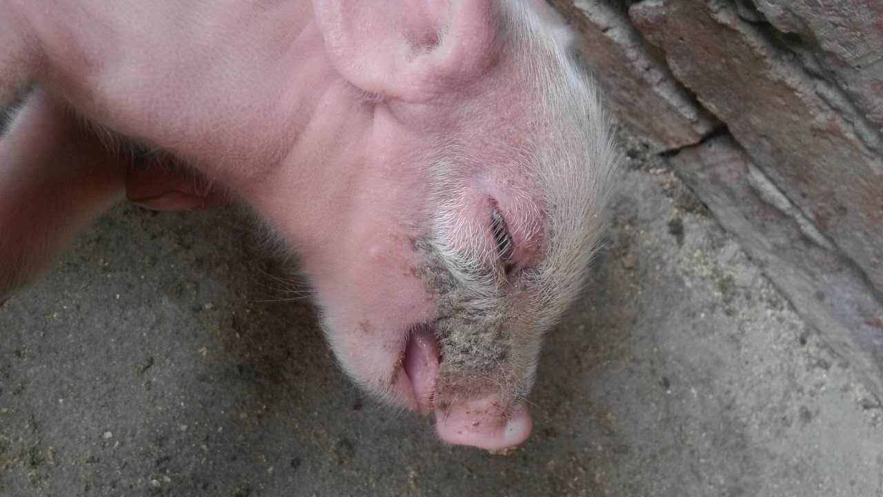 猪眼睛水肿是怎么回事儿?猪眼睛肿是什么原因?这些你都知道吗?