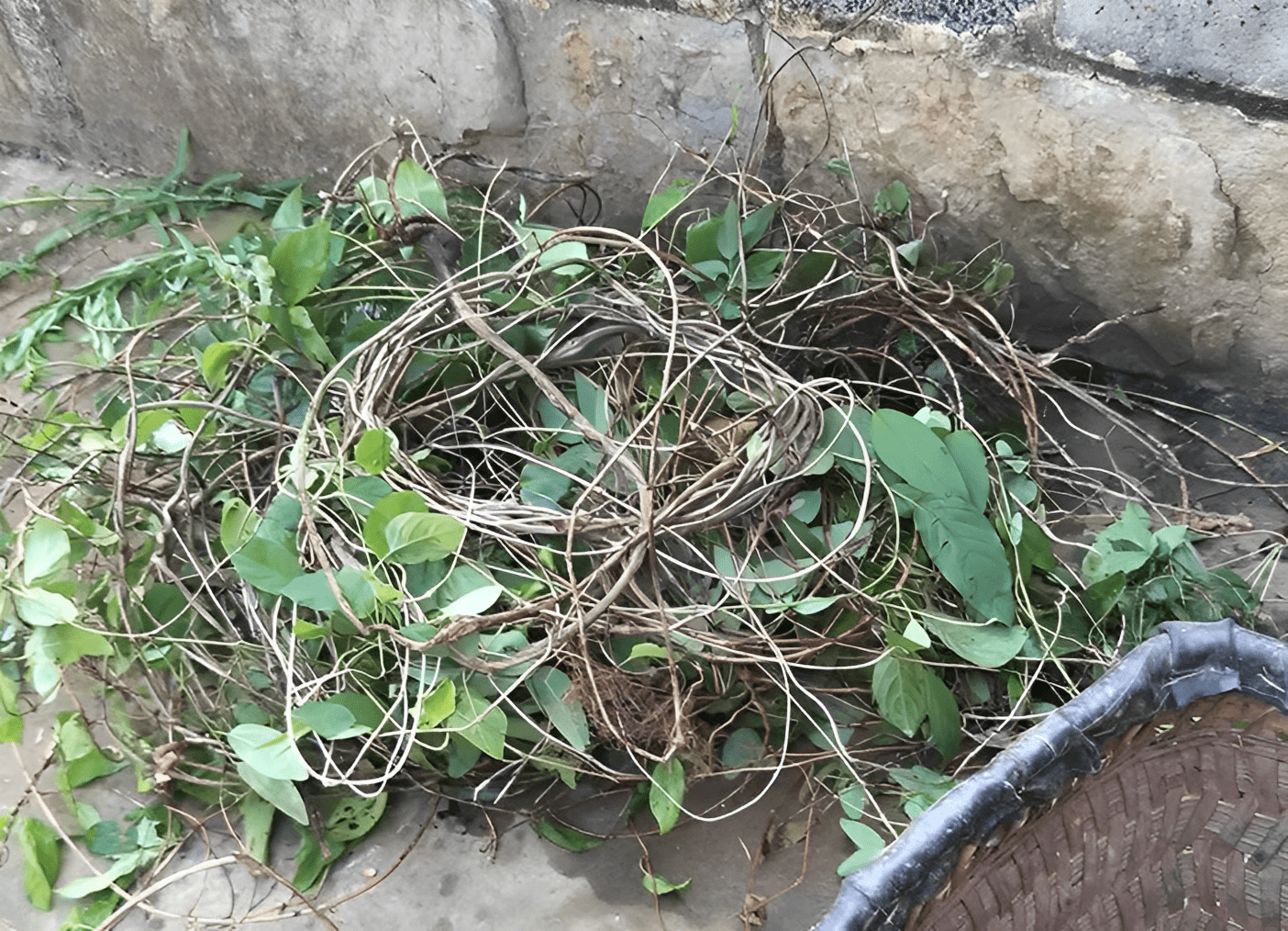 鸡屎藤本来就是草质藤本植物,也是多年生的植物,经过多年的生长和繁殖
