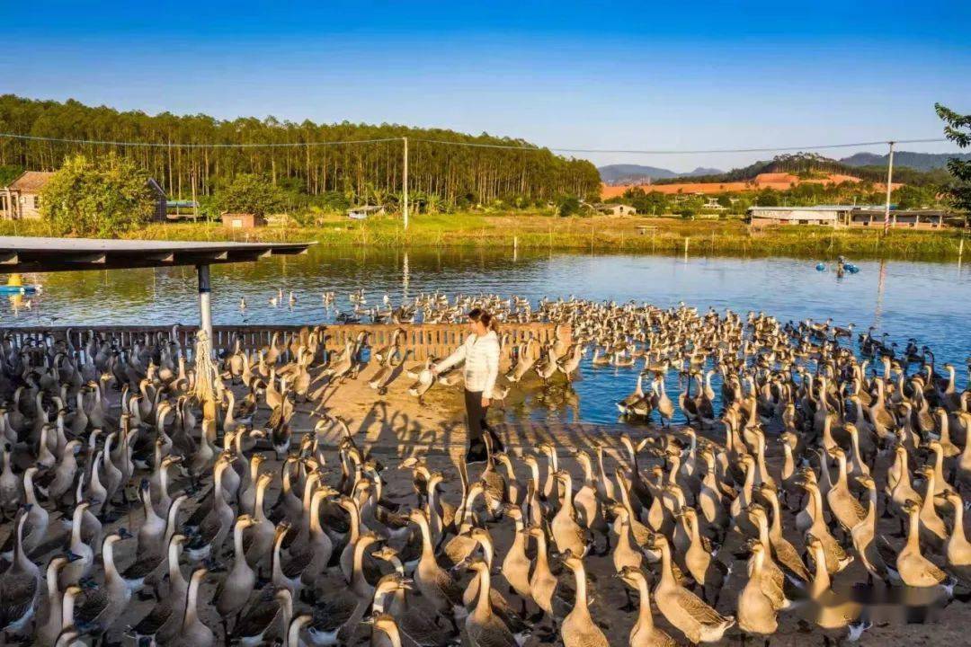 高明这种鹅有"佛山标准"啦_广东省_三宝_烧鹅