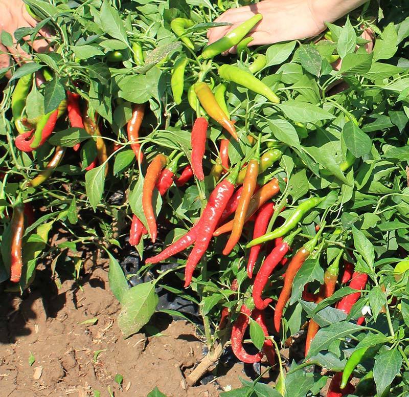 红丰九号辣椒种子_品种_种植_销售