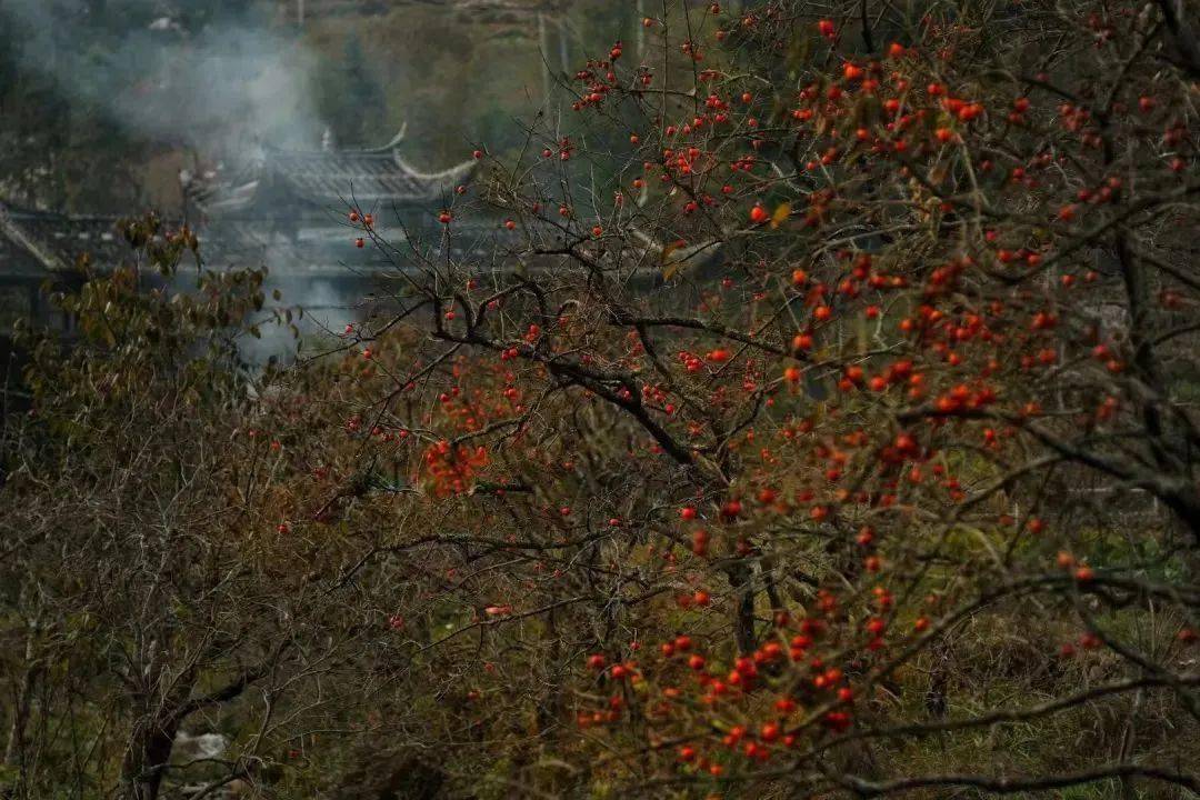 红了！“柿”不成挡！宁德绝美赏“柿”攻略来了—&gt;