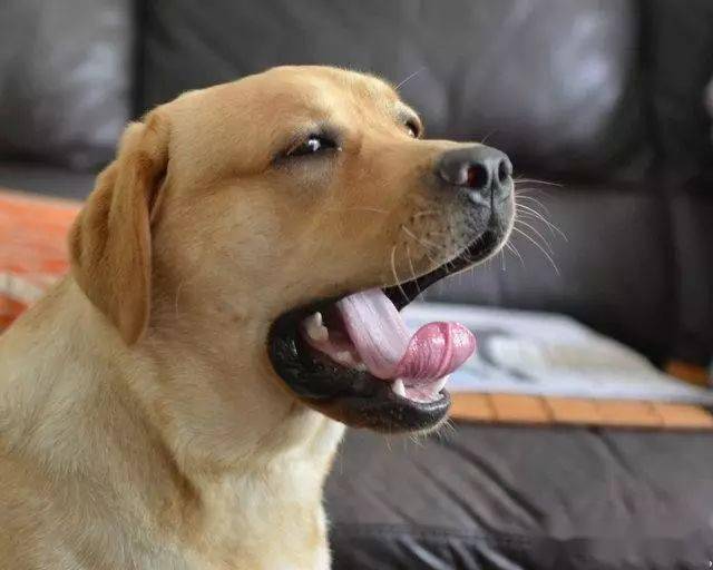 每当心情不好的时候看看它们就会豁然欣慰_狗狗_笑容_不知道