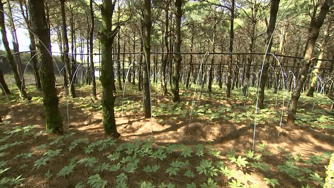 彌勒東山鎮:鄉村振興藍圖,這樣繪就!_發展_群眾_社區