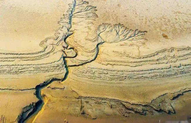 【地理素养】大自然的神奇画作—“潮汐树”,落叶中藏着地理考点,附山地垂直自然带示意图、民族聚落垂直分异_辽河_景观_潮汐