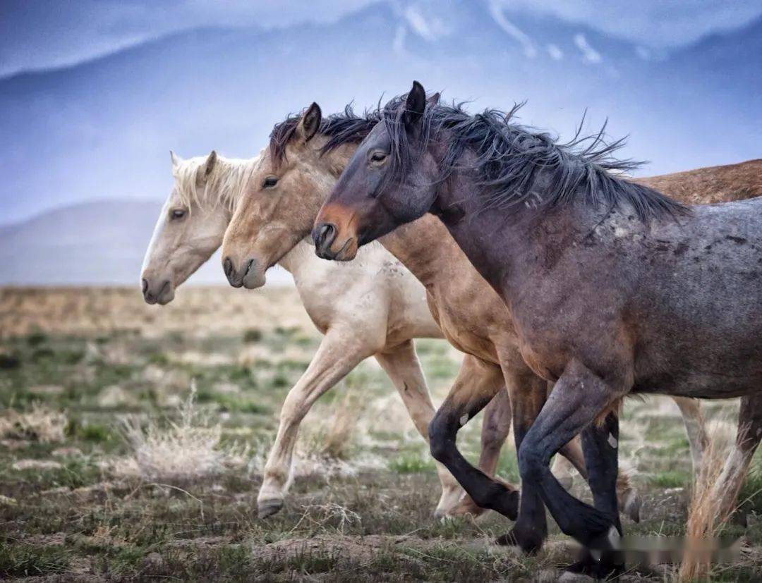 【审美提升】一个专拍马的女性摄影师——bev pettit 美国