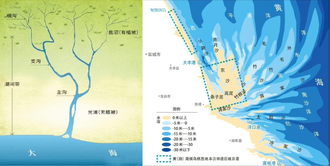 【地理素养】大自然的神奇画作—“潮汐树”,落叶中藏着地理考点,附山地垂直自然带示意图、民族聚落垂直分异_辽河_景观_潮汐