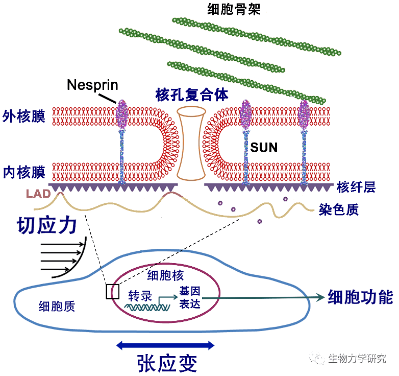 真核细胞的细胞核由内,外两层磷脂双分子膜结构包裹.