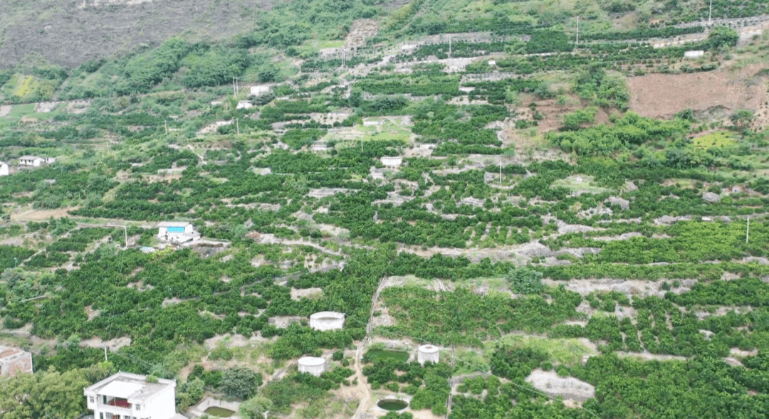 永善县务基镇白胜村:"一村一品"脐橙产业 助力乡村振兴_种植_群众