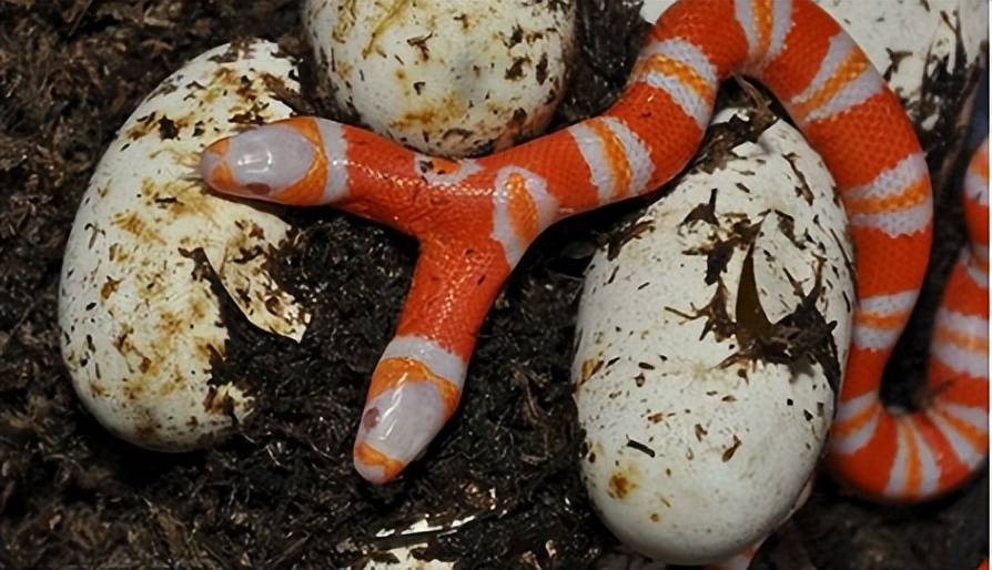 11月2日,历史的今天——速看,有双头白化蛇出没_美国_文献_广播