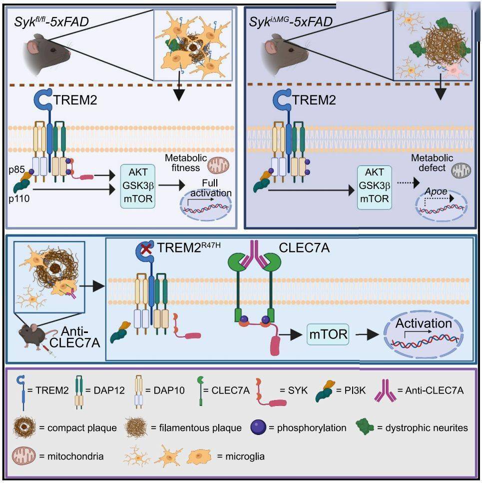 11.1脑科学日报｜eLife：红色作为交通信号灯是因为对脑电有影响吗_搜狐网