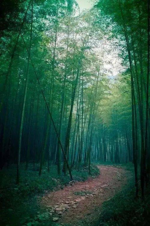 竹,最高境界的风骨_竹子_气节_竹林