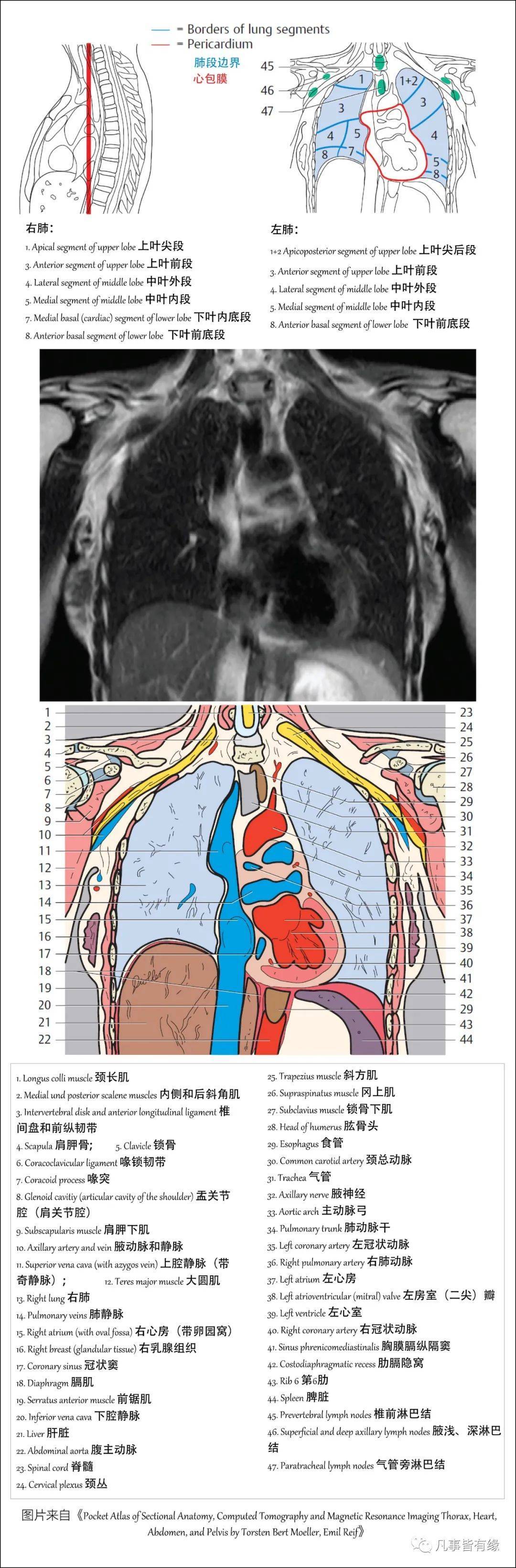 【保藏】胸部的断层剖解