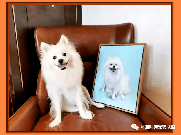 【阿猫阿狗】爱宠油画 | 画像定制服务 · 喵星人、汪星人,你值得拥有!_宠物_福田_深圳