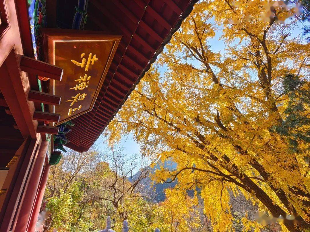 泰山玉泉寺|千年银杏黄满枝,又到最美赏叶时_景区_时节_满目