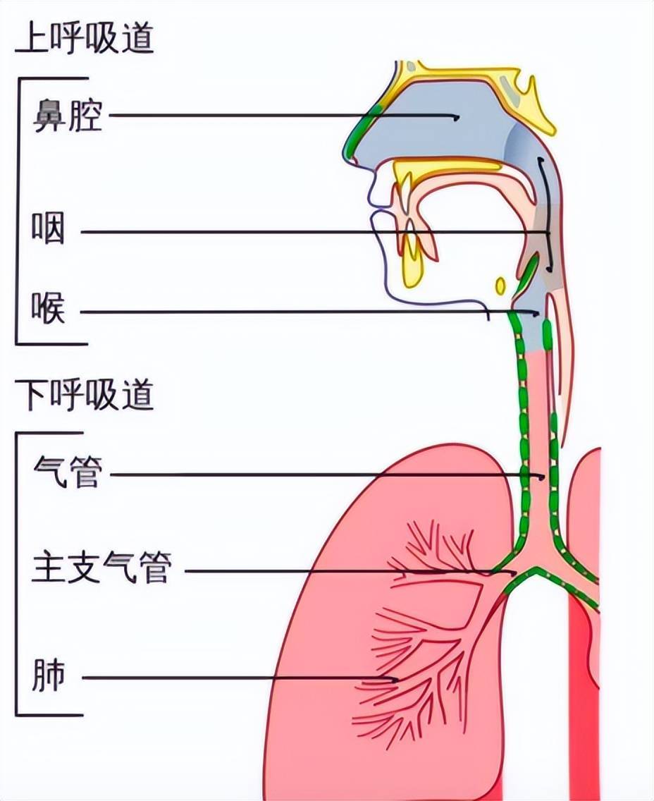 治疗呼吸顽疾关键