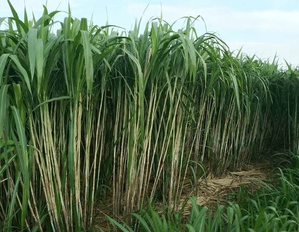 所以对牧草的选择也十分关键,比如皇竹草,甜像草,糖蔗3号,特别是近年