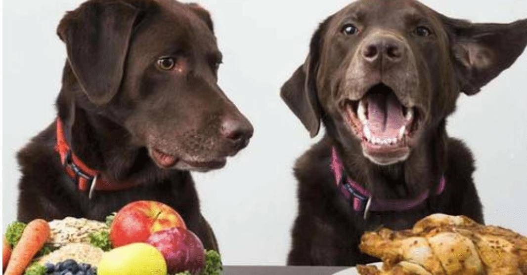 狗狗能够吃哪些生果呢？它们吃生果有什么要留意的吗？（狗狗可以吃生的蔬菜水果吗）
