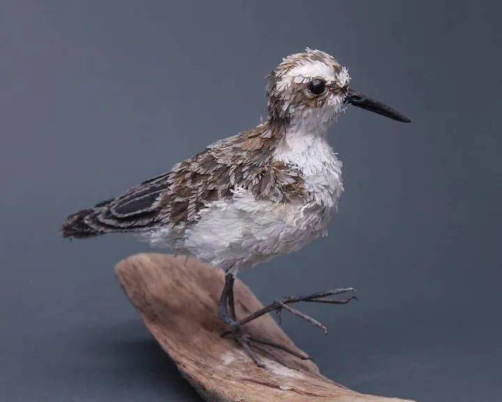 野性美的皱纹纸昆虫_kiinii_蒂娜_app