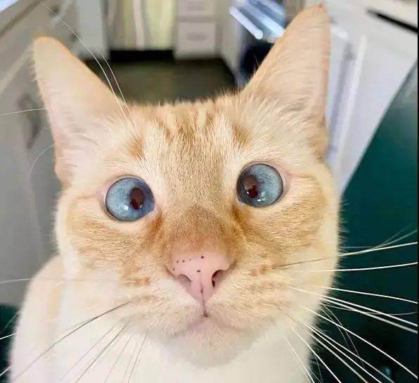 斗鸡眼的猫咪!它们眼中的世界,和普通猫咪眼中的世界一样吗?