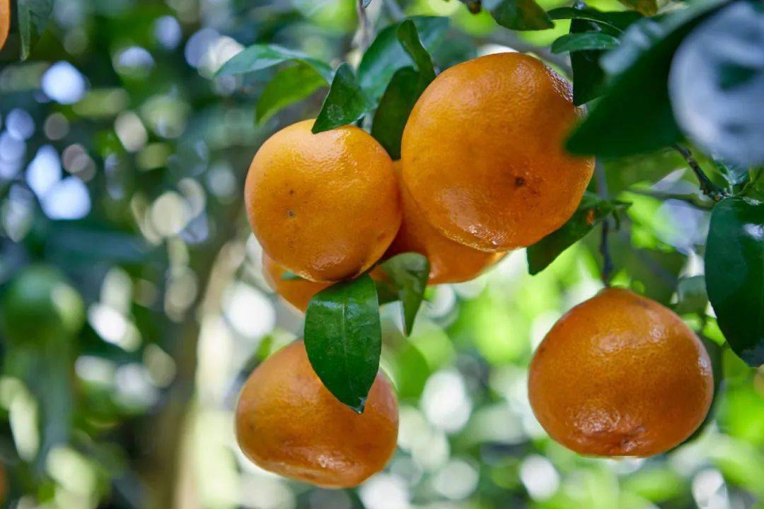 特早熟杂柑川津5号,填补国内9月就能成熟的杂柑品种的空白