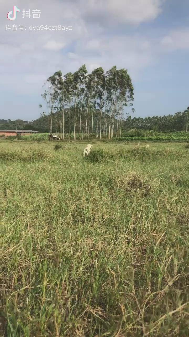 家有大炮大奔和大水牛 狗传播正能量们萌宠_传播_大奔_大炮