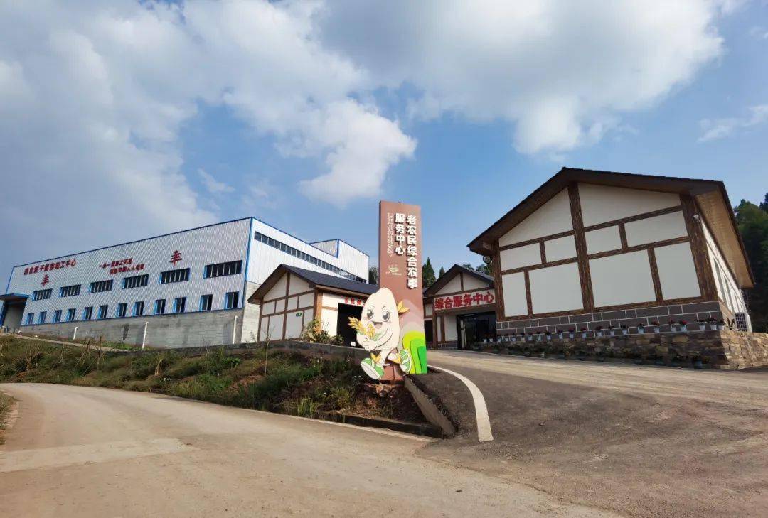 决战四季度 大干一百天 | 井研县老农民综合农事服务