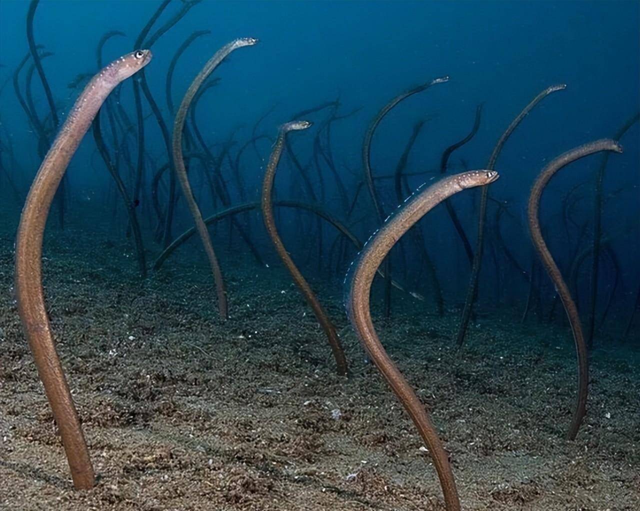 36张图片测试你是否有深海恐惧症_游泳_潜水员_海洋