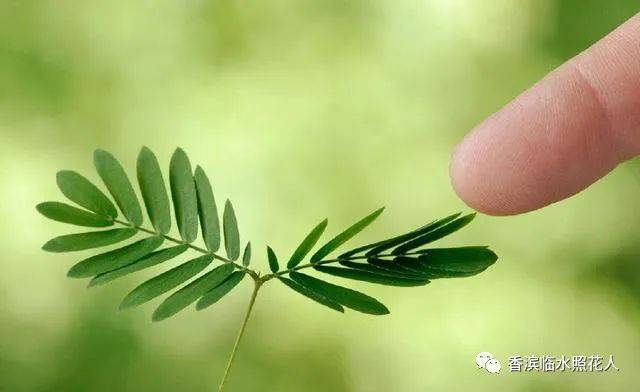 《我的植物朋友——含羞草》(二十五)_作文_思维_叶子